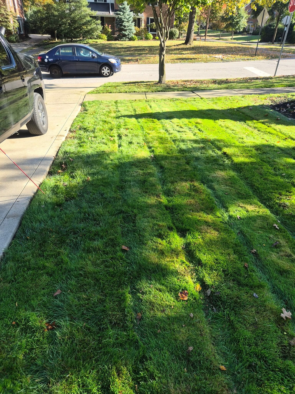 Lawn Mowing service